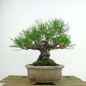 盆栽 松 黒松 樹高 約17cm くろまつ Pinus thunbergii クロマツ マツ科 常緑針葉樹 観賞用 小品 現品