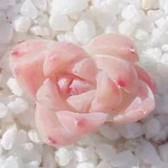 288 サービス品！　多肉植物　ムーンフェアリーhyb 小苗♡