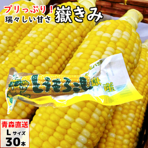 嶽きみ（真空パック） Lサイズ 30本 青森県産 だけきみ ダケキミ とうもろこし トウモロコシ もろこし きび 岩木屋