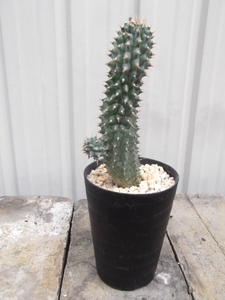 現物出品【ユーフォルビア・ポリゴナ＊Euphorbia polygona＊大宝輪】３号