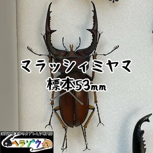 [野外品]マラッシィミヤマ(Lucanus marazziorum)53mm標本新品シーラケース付き（マラッシイミヤマクワガタ死虫）