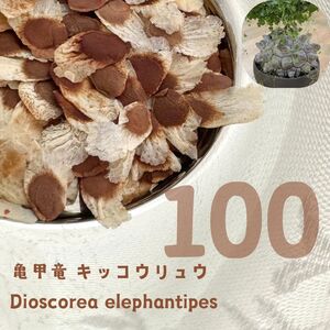 【種子】100粒 亀甲竜 キッコウリュウ Dioscorea elephantipes 珍奇植物