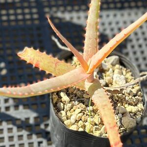 アロエ アクティッシマ アンタニモレンシス ① Aloe acutissima var.antanimorensis 国内繁殖苗 多肉植物