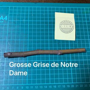 Grosse Grise de Notre Dame穂木　 イチジク穂木 いちじく穂木