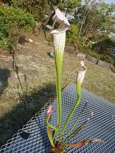 食虫植物サラセニアleucophylla Short Stocky Pitchers 