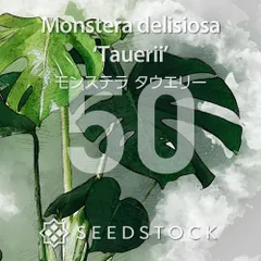 モンステラの種 Monstera deliciosa Tauerii 50粒 ゆうパケット発送