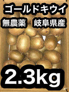 ゴールドキウイ　2.3kg 岐阜県産　無農薬