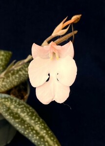 洋蘭 原種 地性蘭 野生蘭 ハベナリア Habenaria carnea C 葉幅広い個体 葉の模様も楽しめる