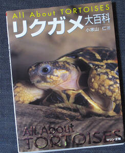 リクガメ大百科｜図鑑＆飼育ガイド ビルマホシガメ ヘルマンリクガメ パンケーキガメ 種類 育て方 ケージセッティング 繁殖 病気 亀s