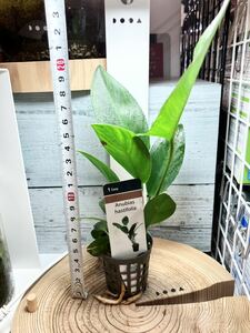 アヌビアス ハスティフォリア1POT 水草 陰性水草 (検索 クリプトコリネ 植物 熱帯魚 水槽 ADA シュリンプ ブセファランドラ コリドラス