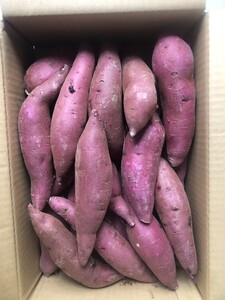 647.お買い得さつまいも、ふくむらさきいも　福紫芋　むらさきいも箱込み5kg