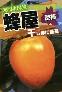 あんぽ干し柿作りに最適品種 蜂屋渋柿接木苗木1本