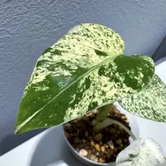 モンステラ デリシオーサ ミント Monstera Deliciosa Mint