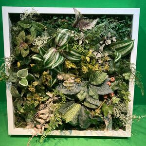 額縁/フェイクグリーンスタンド 多肉植物 3Dグリーンアート 造花/フェイク/壁掛け/ガーデニング/中古品