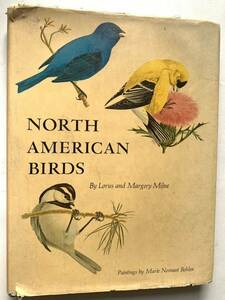 洋書 Noth American Birds 鳥類図鑑　ヴィンテージ