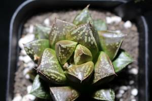 烏城　Haworthia　ハオルチア