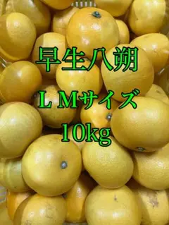 早生八朔　家庭用L、Mサイズ 10kg、5