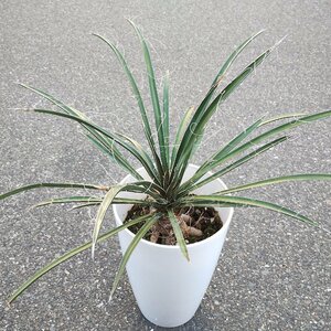 ● ユッカ バッカタ ● Yucca baccata ● 7号 ● 耐寒性 ● 現品出品 ● 1 ●