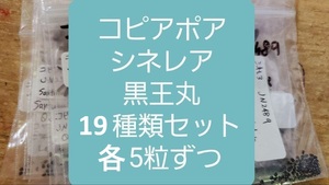 コピアポア　シネレア　黒王丸　種子19種類　5粒ずつセット