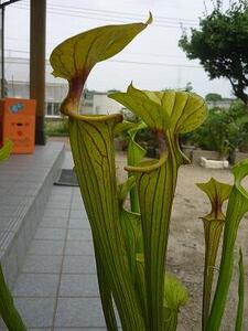 食虫植物サラセニアflava ornata（個体番号１１）