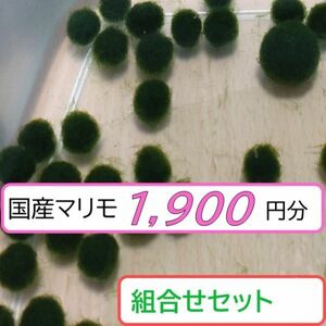 【国産まりも1,900円分】混植可能 中景草 マツモ ブセファランドラsp.カテリナエ