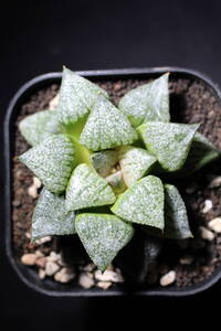 Haworthia/ 海ほたる×関西モザイク　ハオルチア