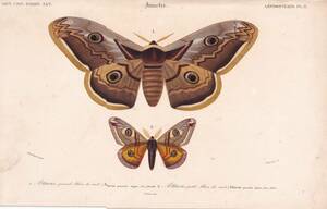 フランスアンティーク 博物画『蝶類・蛾15』 多色刷り石版画