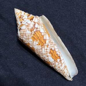和名無しConus (Cylinder) sumbawaensis 老成・大　貝　貝殻　標本　イモガイ