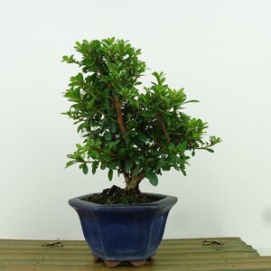 盆栽 皐月 菊姫 樹高 約16cm さつき Rhododendron indicum サツキ ツツジ科 常緑樹 観賞用 小品 現品