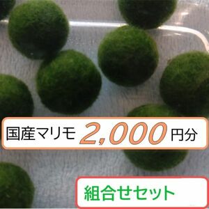 【国産まりも2,000円分】混植可能 後景草 ブセファランドラsp.シャイングリーン２