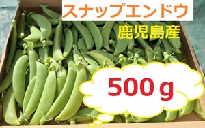 スナップエンドウ　500ｇ　A品　産地直送　鹿児島県産　朝収穫の発送！送料無料！②