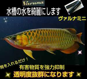 アロワナの飼育者が絶賛！水槽の水が綺麗になります【ヴァルナ8センチ】透明度がアップし有害物質を強力抑制☆生体が活性化！水替え不要に