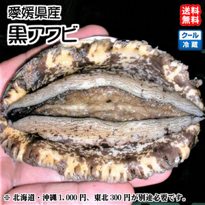 黒アワビ （2~5個で400~500g） 愛媛 浜から直送 送料無料 北海道/沖縄/東北は別途送料 宇和海の幸問屋