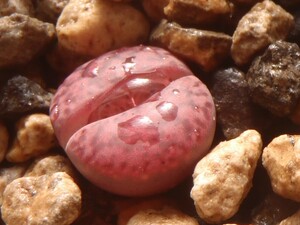 種子30粒　リトープス　ルブロロゼウス　Lithops rubroroseus