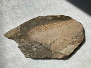 アノマロカリス超大型付属肢　ラディオドンタ類の化石標本　ユタ州　ウィーラー頁岩　バージェスモンスター