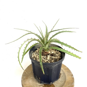 (現品) プヤ フェルギネア (No.61985) (ブロメリア Puya ferruginea seedling 実生苗)