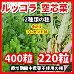 ルッコラ＆空芯菜の種セット＋⭕️チンゲン菜の種約100粒プレゼント‼️