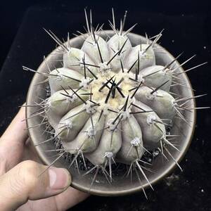 754E コピアポア シネレア コルムナアルバ 孤竜丸 copiapoa cinerea