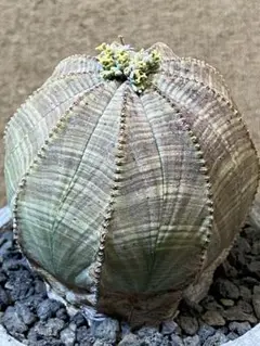 Euphorbia Obesa ユーフォルビア オベサ 種子 30粒+α ❶