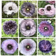 ❀ ポピー　アメイジング  グレイ ❀　100粒〜　花の種