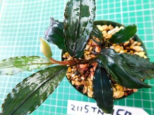 ◎2115TN150　 (自家栽培）水草　ブセファランドラ　Bucephalandra sp. Copper Leaf Sokan KN便②