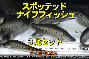 スポッテッド ナイフフィッシュ 3尾セット★全長10cm前後・適格請求書発行可能【お届地域制限有】100