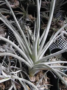 Tillandsia genseri ex. Jan チェコのチラ栽培家から購入 TI廃業記念セール チランジア 