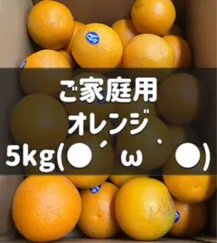 オレンジ　5kg ネーブル　ネーブルオレンジ