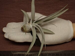 Tillandsia chiapensis チランジア・チアペンシス 775★エアプランツEP