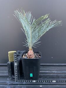 サイカス・カイルンシアナ　Cycas・Cairnsiana ① オージーソテツ　コーデックス　塊根植物　シルバーブルー　エンセファラルトス 蘇轍 