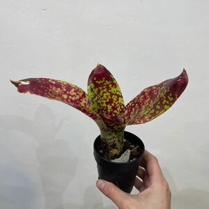 ［Pof］Neoregelia Vergo Proud ネオレゲリア・ヴァーゴプラウド②