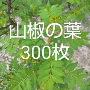 山椒の葉 300枚 新鮮 農薬不使用　天然物