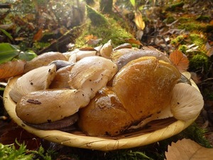 予約■山形県産　天然きのこ　山のふかひれ「むきたけ」　５００ｇ