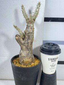 4227 「塊根植物」パキポディウム エニグマティクム 植え【発根・Pachypodium enigmaticum・多肉植物】